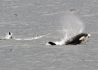 Alaskab (8)  Orca in Glacier Bay, Alaska